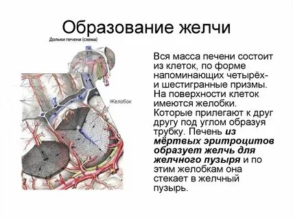 В печени происходит образование ответ
