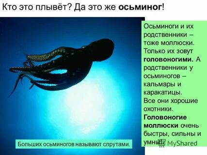 Описание осьминога
