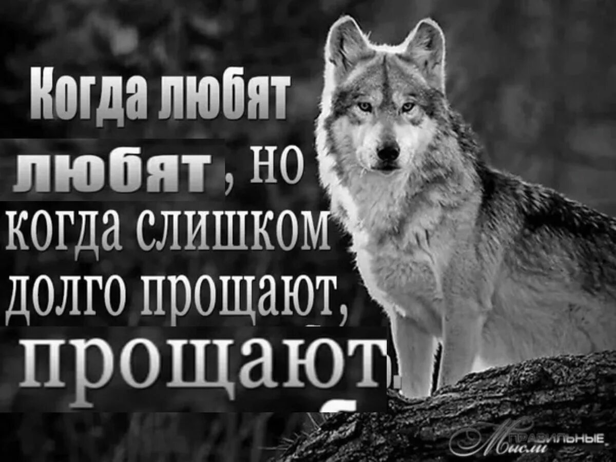 Про жизнь волков. Цитаты волка. Волк с надписью. Статусы с волками. Высказывания о волках.