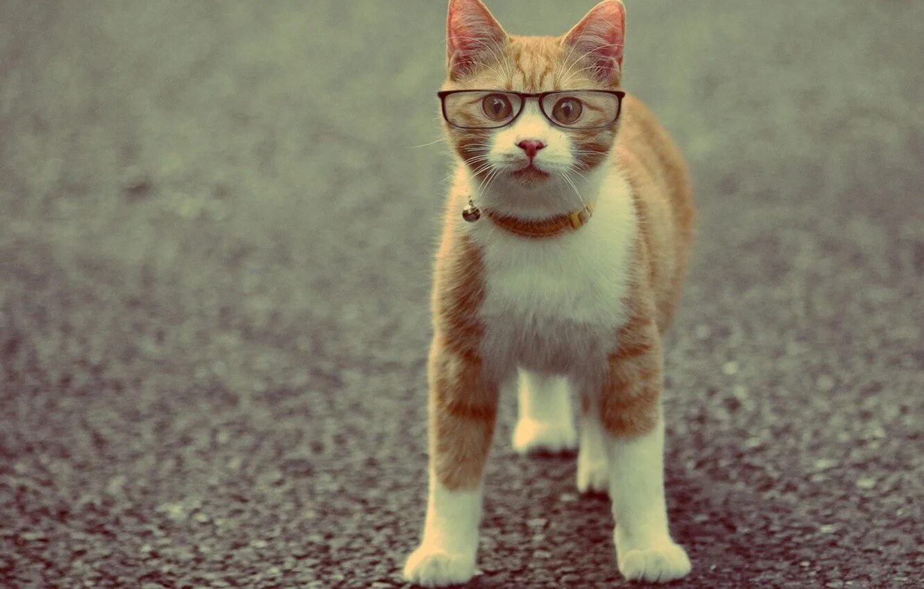 Коты. Крутой кот. Прикольные котики. Кот в очках. Смешные коты 2024