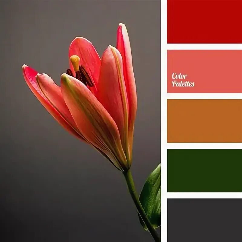 Сочетание цветов коричневый черный красный In COLOR Balance Red colour palette, Color balance, Color palette