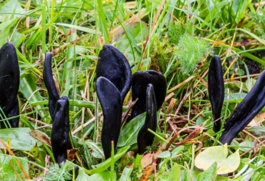 Elaphocordyceps ophioglossoides. Земляной язык. Geoglossum umbratile. Geoglossum nigritum. Геоглоссум гриб.