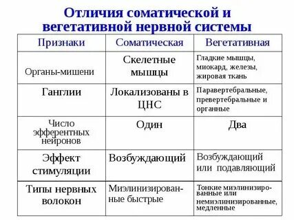 Функции соматической и вегетативной системы