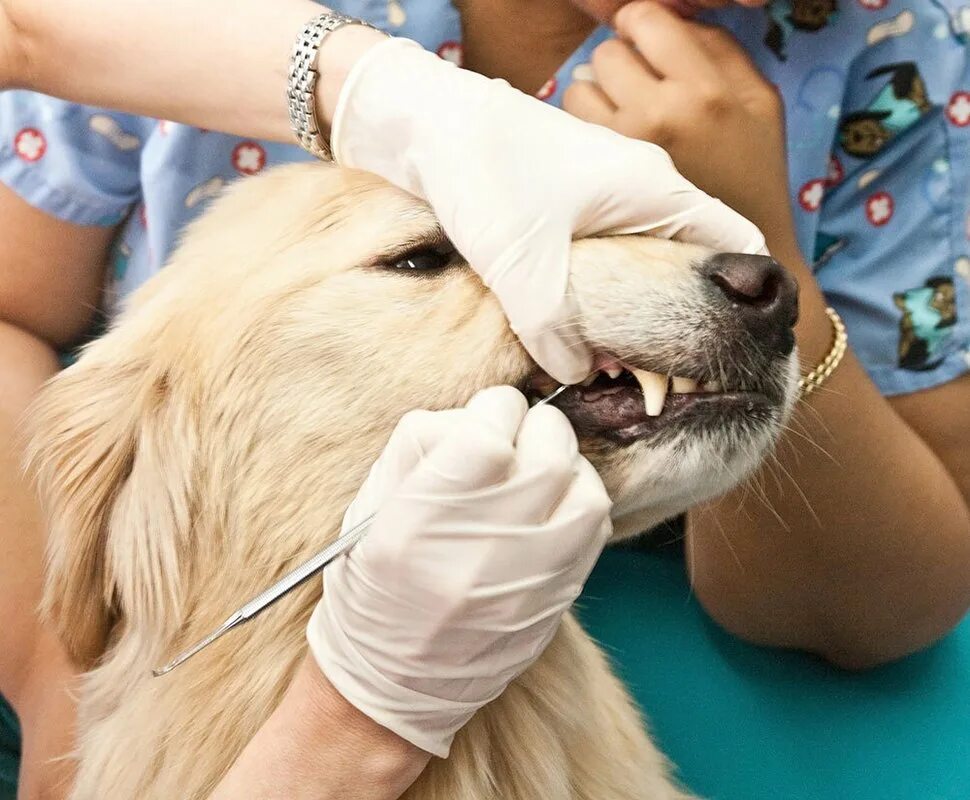 Ветклиники чистка зубов. Стоматология в ветеринарии.