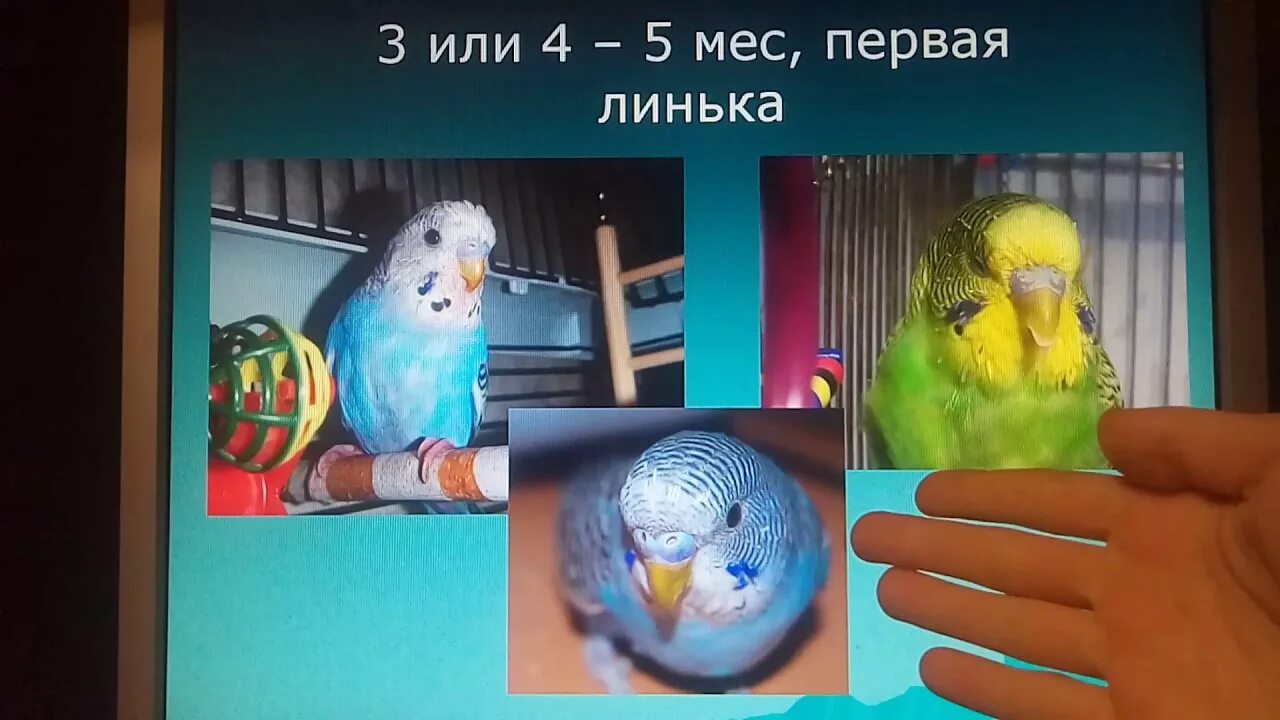 Сколько лет попугаю по человеческим