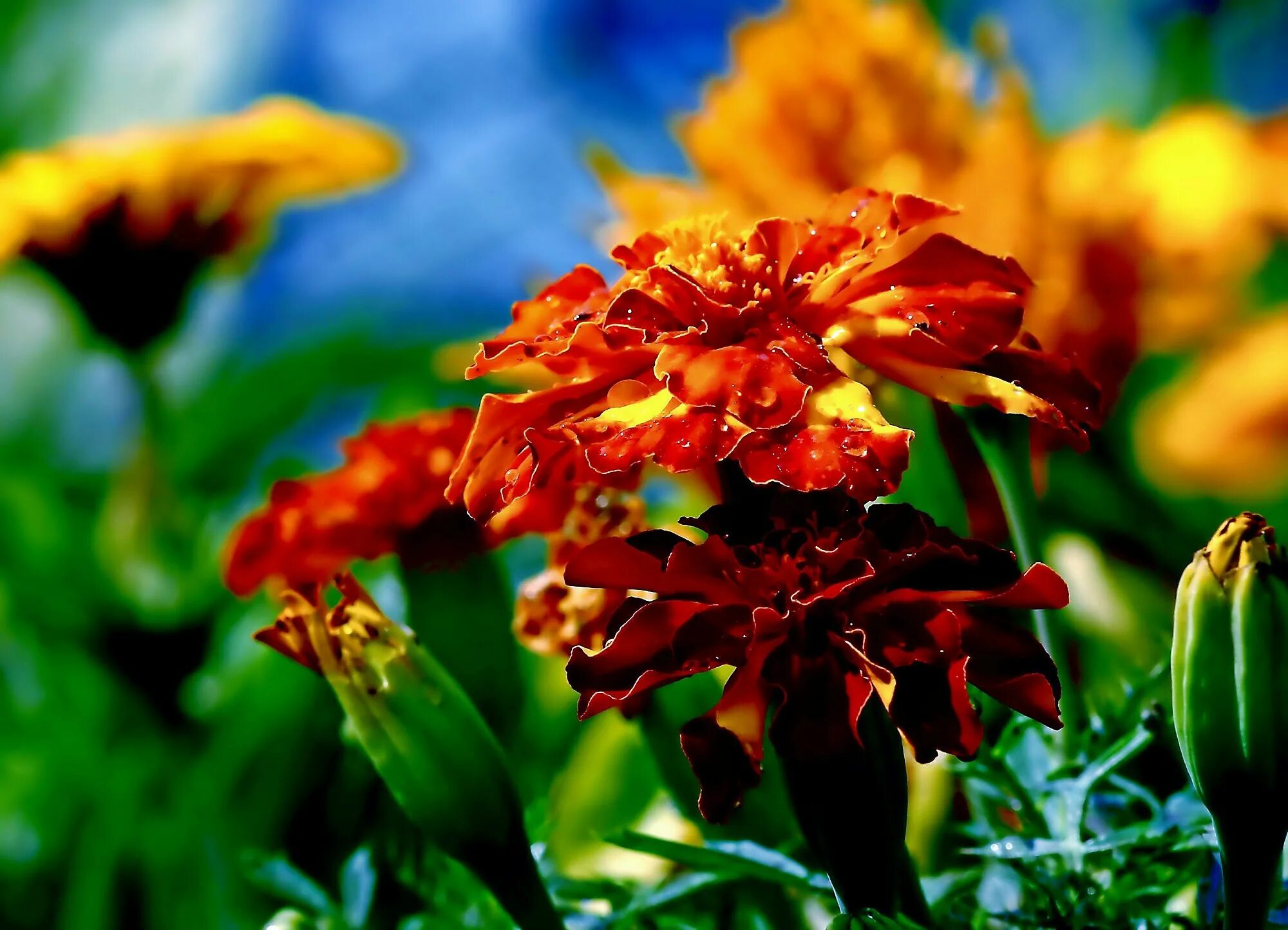 «пышный букет». доставка цветов в пскове на дом. цветы 104. цветы 104. роскошный букет.