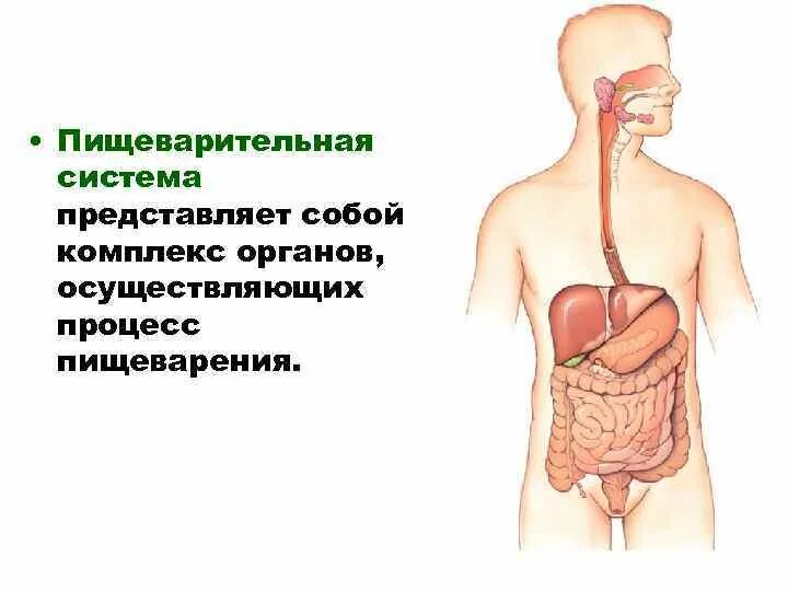 Пищеварительная система человека. Процесс пищеварения. Пищеварительная система анатомия. Физиология системы пищеварения. Происхождение пищеварительной системы