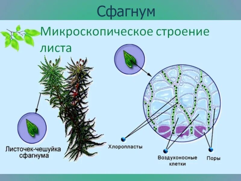 Строение листа мха сфагнума. Микроскопическое строение сфагнума. Микроскопическое строение листа сфагнума. Строение клеток сфагнума.