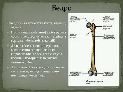 Головка правого бедра