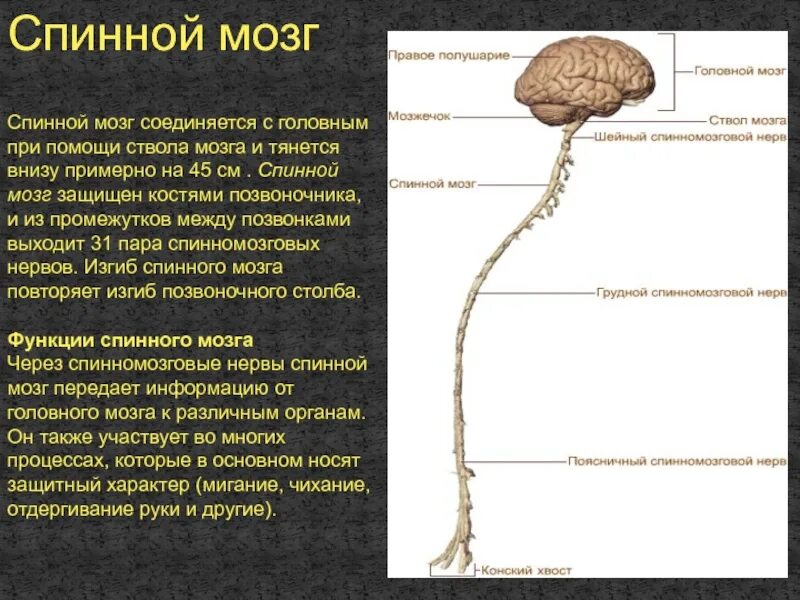 Спинной и головной мозг образуют нервную систему. Соединение спинноготи головного мозга. Головной и спинной мозг. Спинйо мозг и головной мозг. Головной и спинной МОЗ.