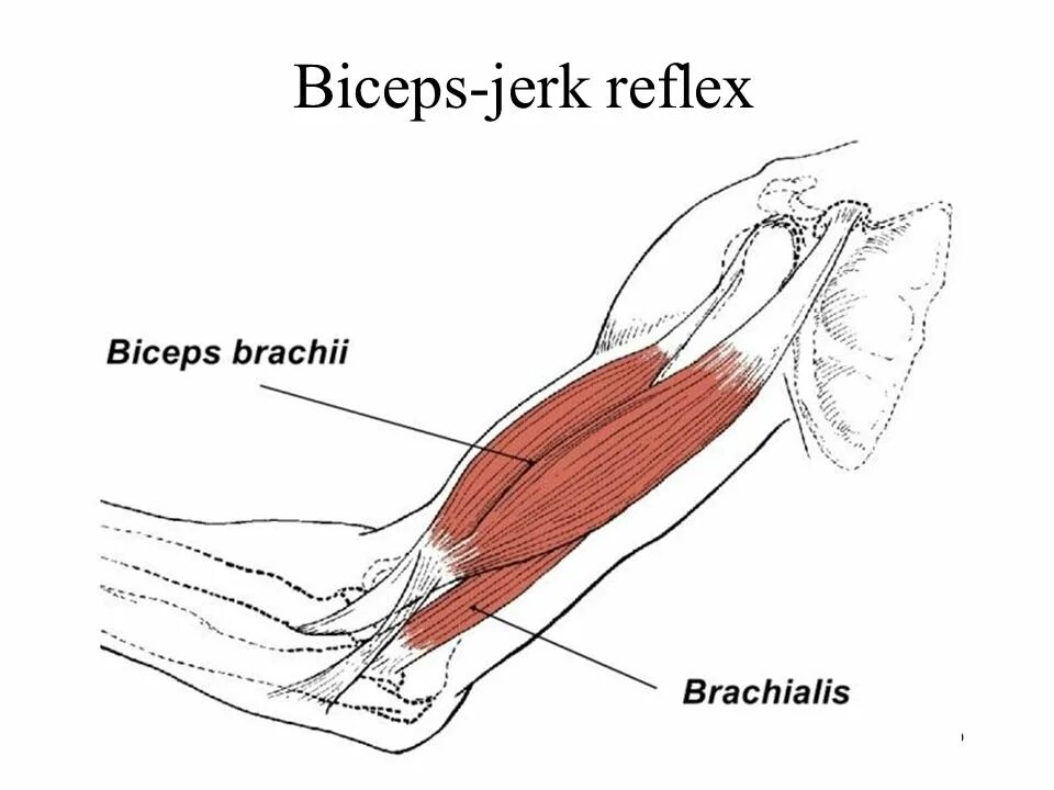 С какой силой натянута мышца бицепс