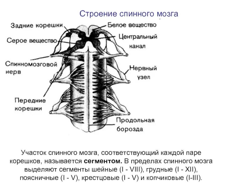 Схема строения спинного мозга. Строение Корешков спинного мозга. Наружное строение спинного мозга схема. Задняя продольная борозда спинного мозга.
