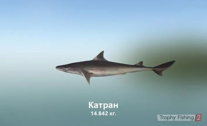 Катран растение семена. Обитатели черного моря катран. Катран акула черного моря. Слова катран. Слова катран.