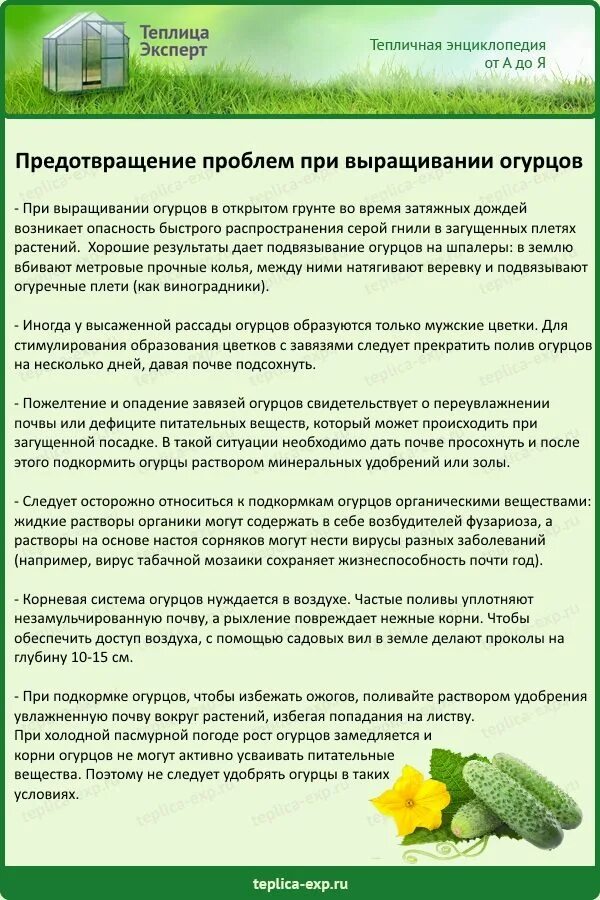 Чем подкормить огурцы. Чем подкдкормить огурцы. Огурцы удобрение. Подкормка огурцов в теплице. Удобрения при посадке огурцов