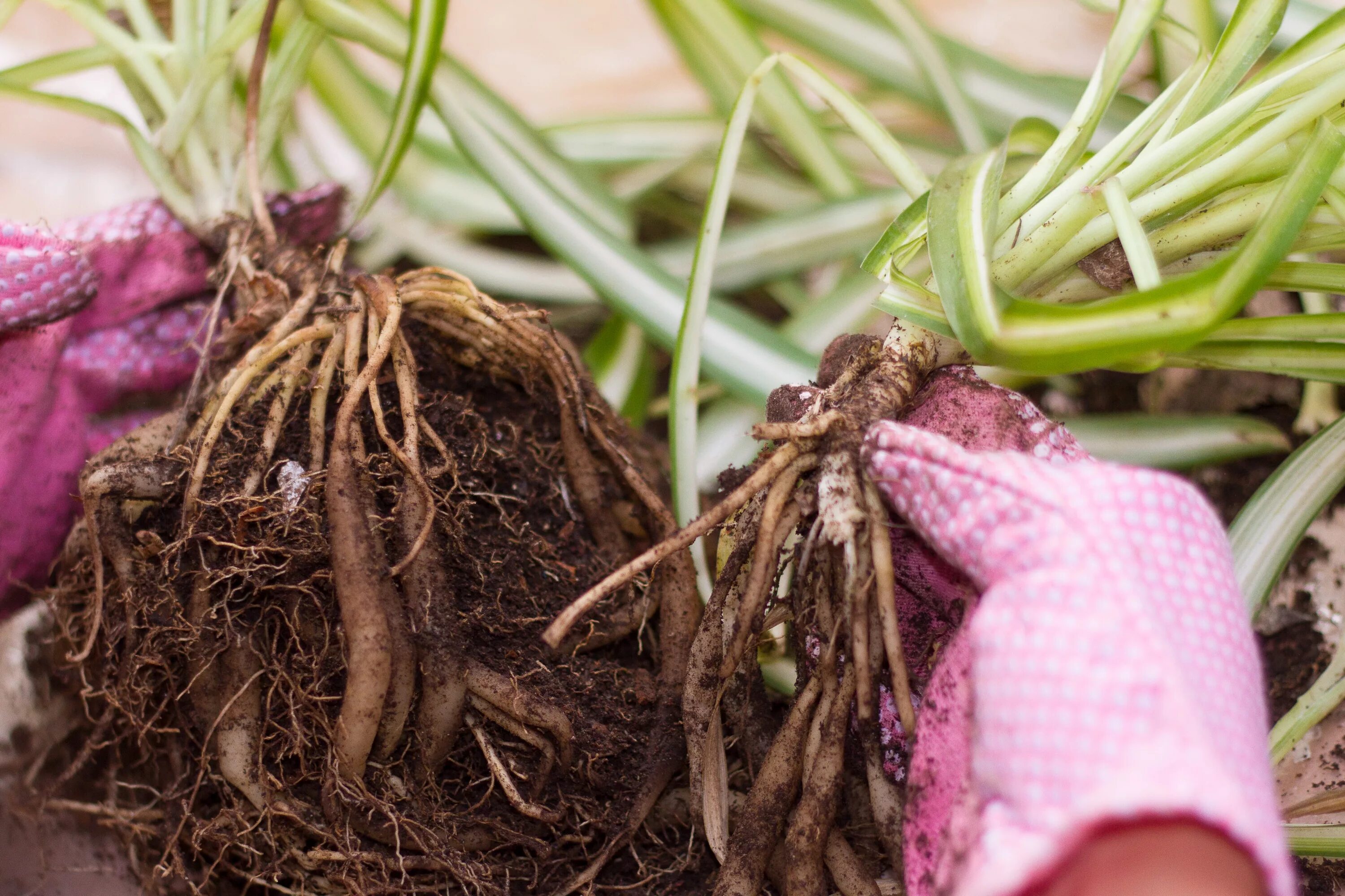 How plant. Propagation spider. spider plant man. как и когда делить крокосмию. spider plant перевод.