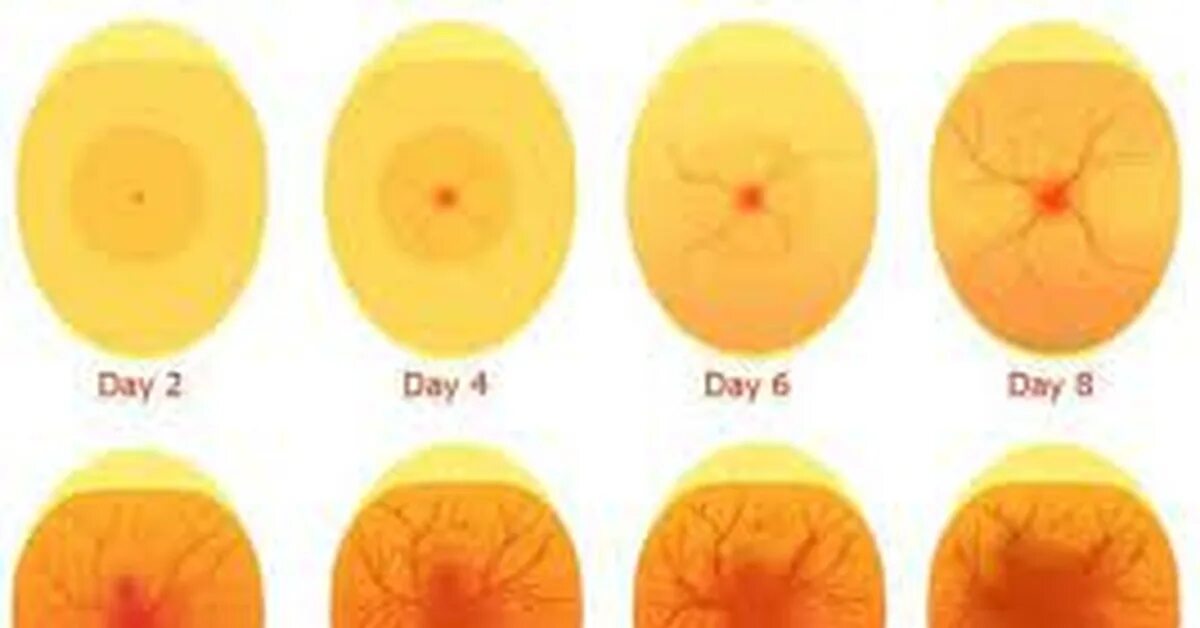 Овоскопирование куриных по дням. Овоскопирование куриных яиц на 11 день. Овоскопирование куриных яиц по дням. Цыпленок овоскопирование яйца. Инкубация куриных яиц овоскопирование.