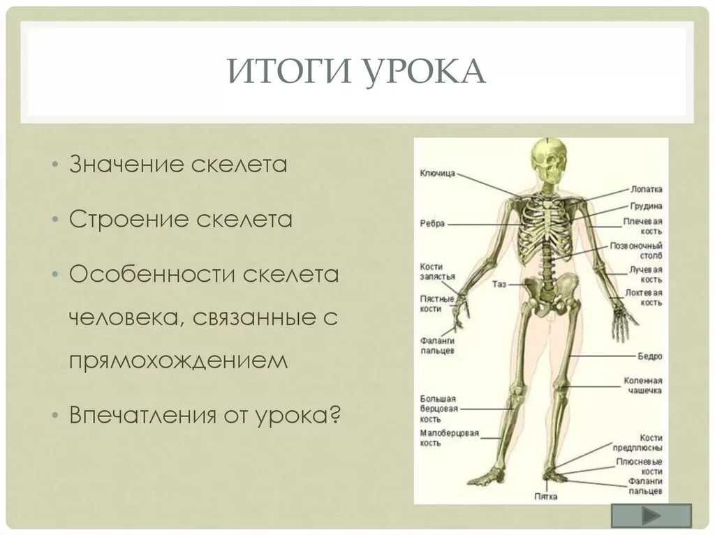 Строение скелета человека. Строение скелета биология. Строение тела человека скелет. Значение и строение скелета человека.