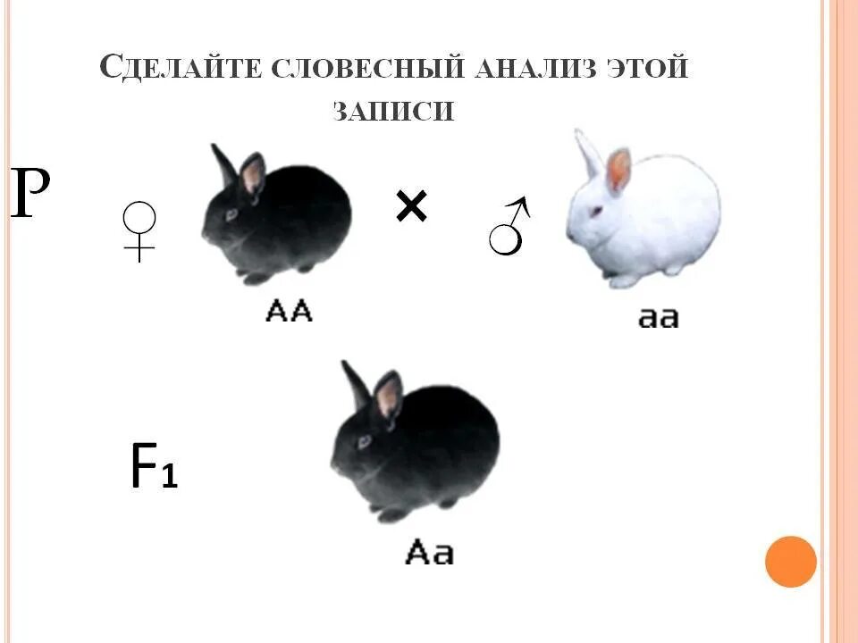 Моногибридное скрещивание кроликов. Межпородное скрещивание кроликов таблица. Скрещивание кроликов. Схема скрещивания кроликов.