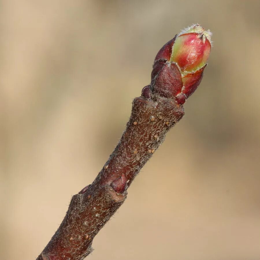 Яблоня сливолистная (Malus prunifolia). Распускание почек яблони. Дикая яблоня побег. Побег яблони с почками. Распускание яблони