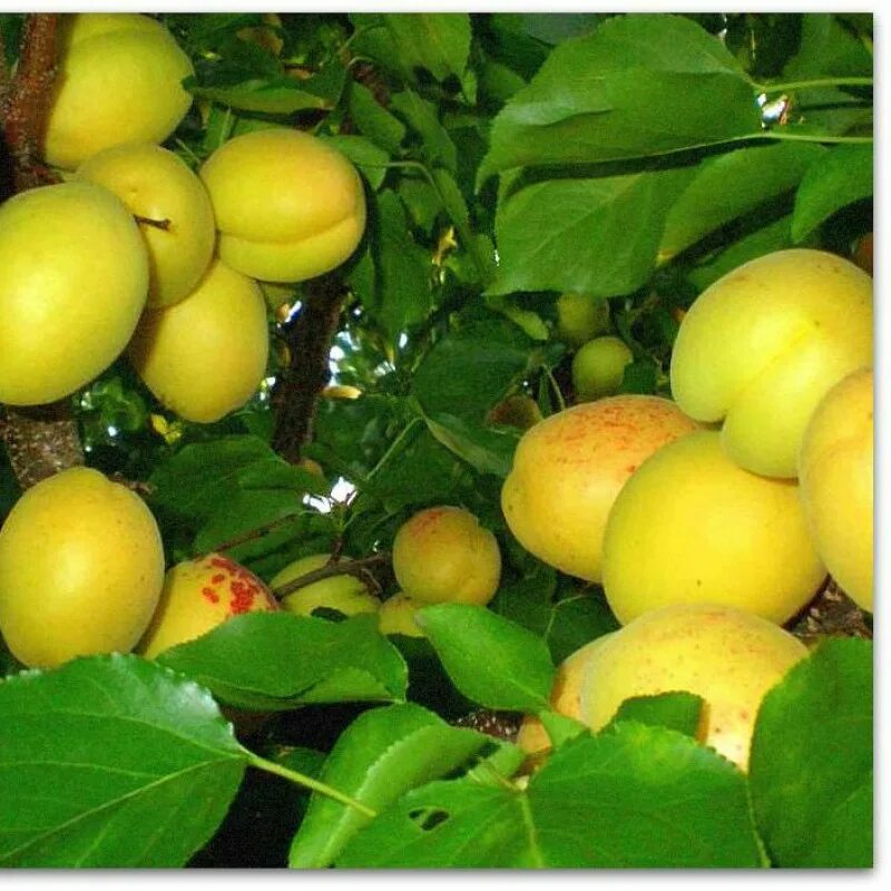 Шала абрикос. Саженцы абрикоса супериор. Абрикос сорт шалах. Абрикос сорт шалах. Шала абрикос.