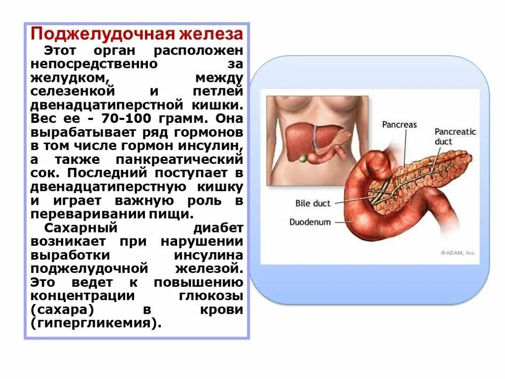 Поджелудочная железа вырабатывает инсулин. Инсулин – гормон, вырабатываемый поджелудочной железой. Сахарный диабет поджелудочная железа. Панкреатический сахарный диабет. Влияние печени на поджелудочную