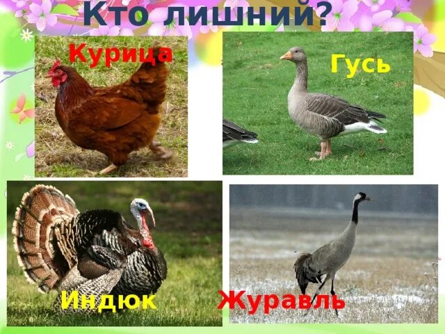 Индюк и Гусь. Гусь и журавль. Гусь курица индюк петух кто лишний. Журавли или гуси. Гусь и журавль 1 класс литературное чтение