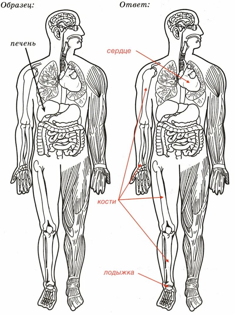 Строение тела человека. Рассмотри изображение человека. Изображение человека ВПР. Схема строения человека ВПР. Кости позвоночника бедро и печень