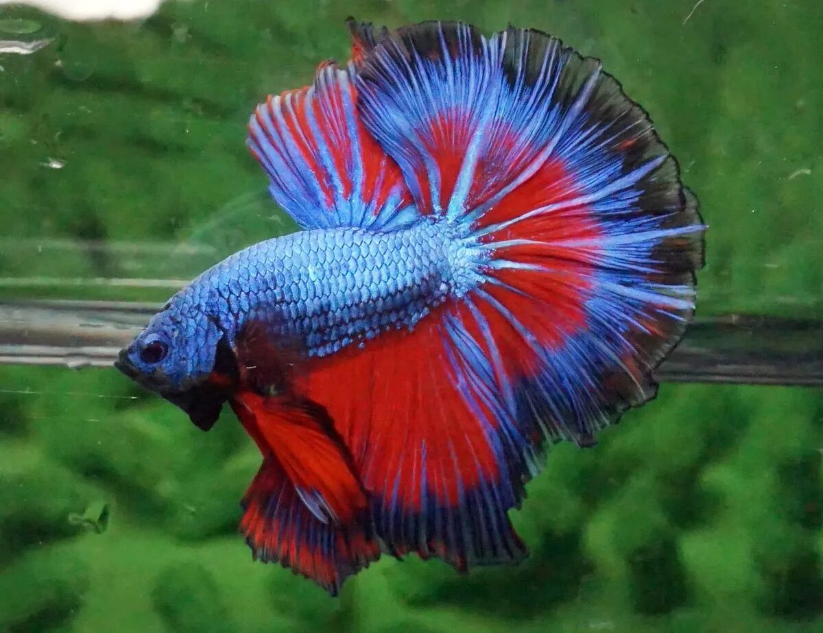 At the moment there are red, blue and white cockerels !!! Male Cockerel fish + a