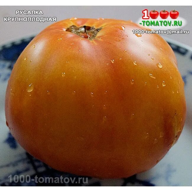 русалка томат биколор. томат русалка. томат оранжевый слон минусинский. томат биколор. томат русалка.