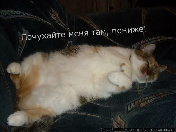 Почухать это почесать. Почухать. Что значит почухать. Почухать. Почухать.