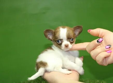 Чихуахуа московская область