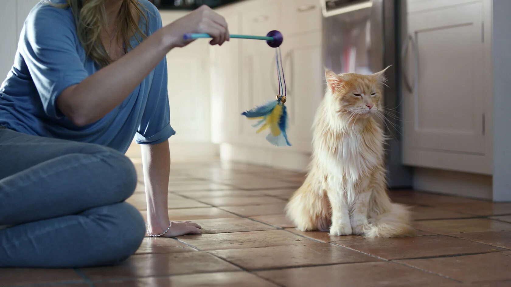 Почему кошка отворачивается. Равнодушный кот. кошка отвернулась. кот безразличие. кот обиделся.