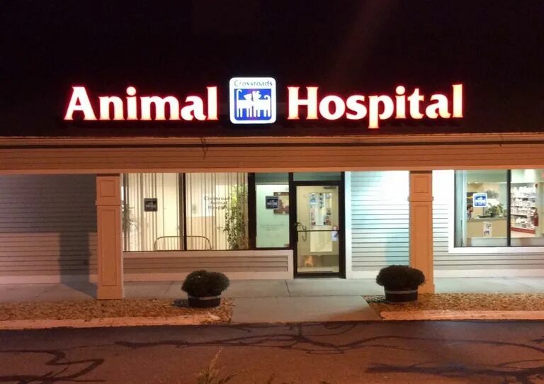 Pet vet 3d wild animal hospital. Мои любимцы animal hospital. 3a the animal hospital. The animal hospital 4 класс. 3a the animal hospital.