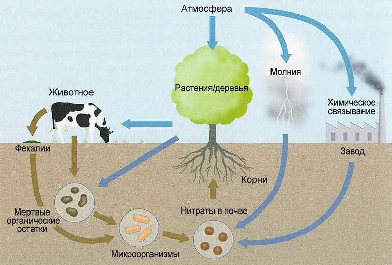 Крговорот ахота в природе. Круговорот азота в природе схема. Ч, Хема круговорот азота в природе. Схема круговора ахота в природе. Растения производители органического вещества