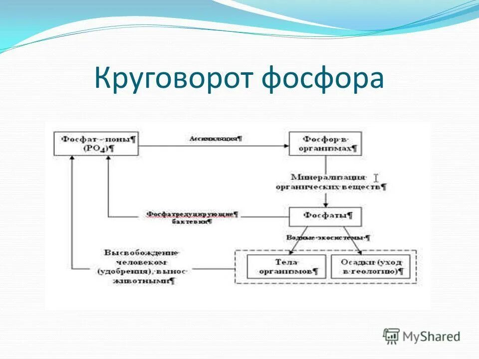 Схема круговорота углерода в природе впр. Круговорот фосфора ( по п. Дювиньо и м. Тангу ). Биохимический цикл фосфора схема. Круговорот фосфора (по ф. Рамаду, 1981). Круговорот фосфора схема биология.