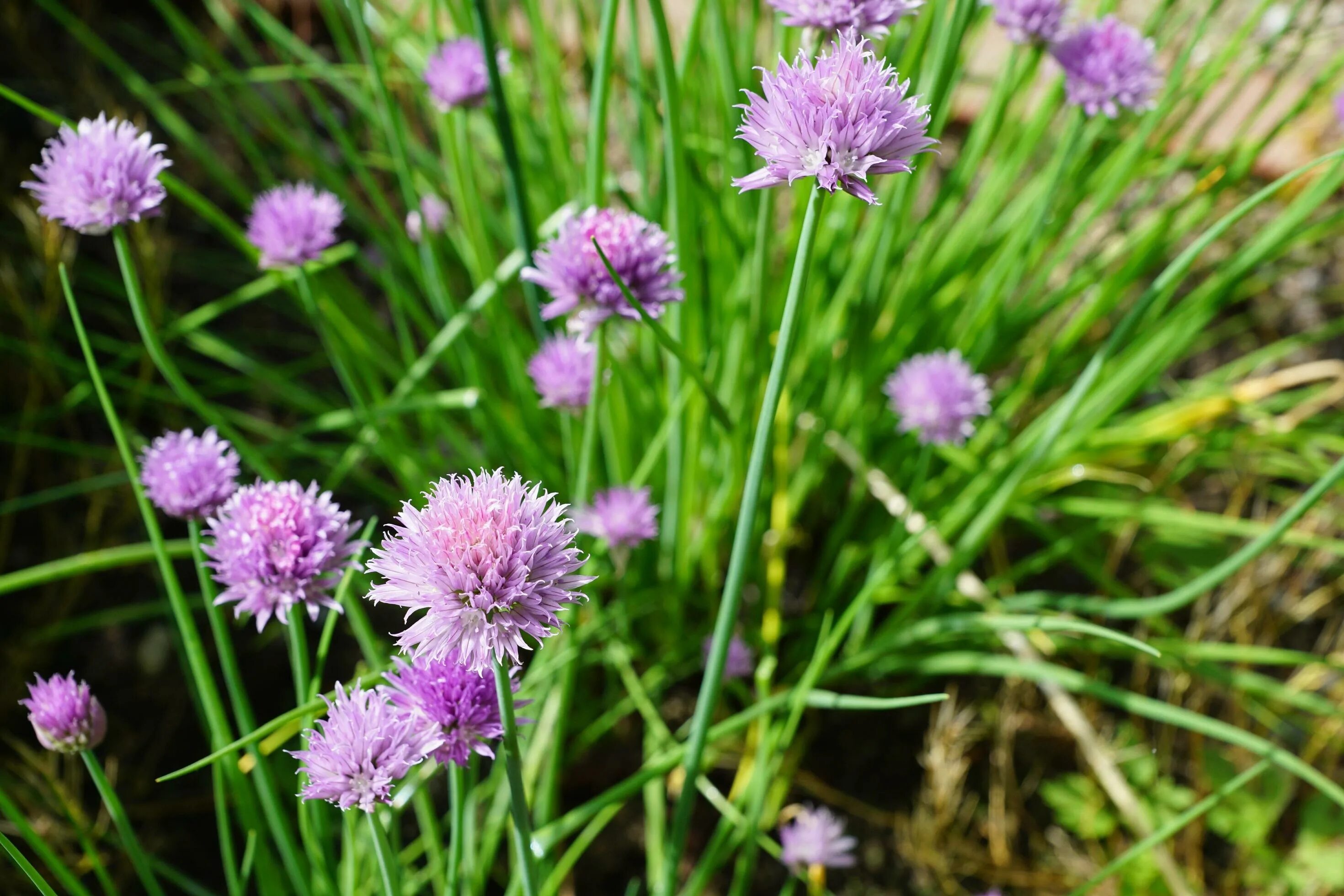 Лук афлатунский (Allium aflatunense) - купить саженцы в Минске