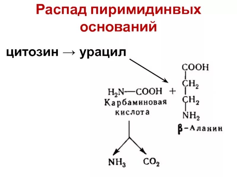 Распад значение. Распад урацила. Синтез бета аланина из урацила. Распад аминокислот. Восстановление урацила.