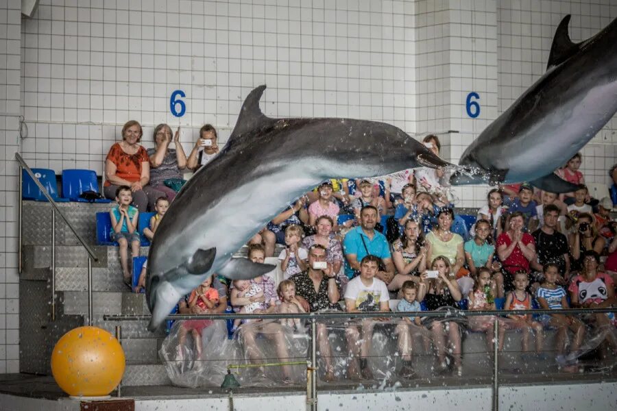 Набережночелнинский дельфинарий набережные челны. Набережная в набережных челнах дельфинарий. Дельфинарий татарстан город набережные челны. Набережночелнинский дельфинарий набережные челны. Дельфинарий набережные челны.