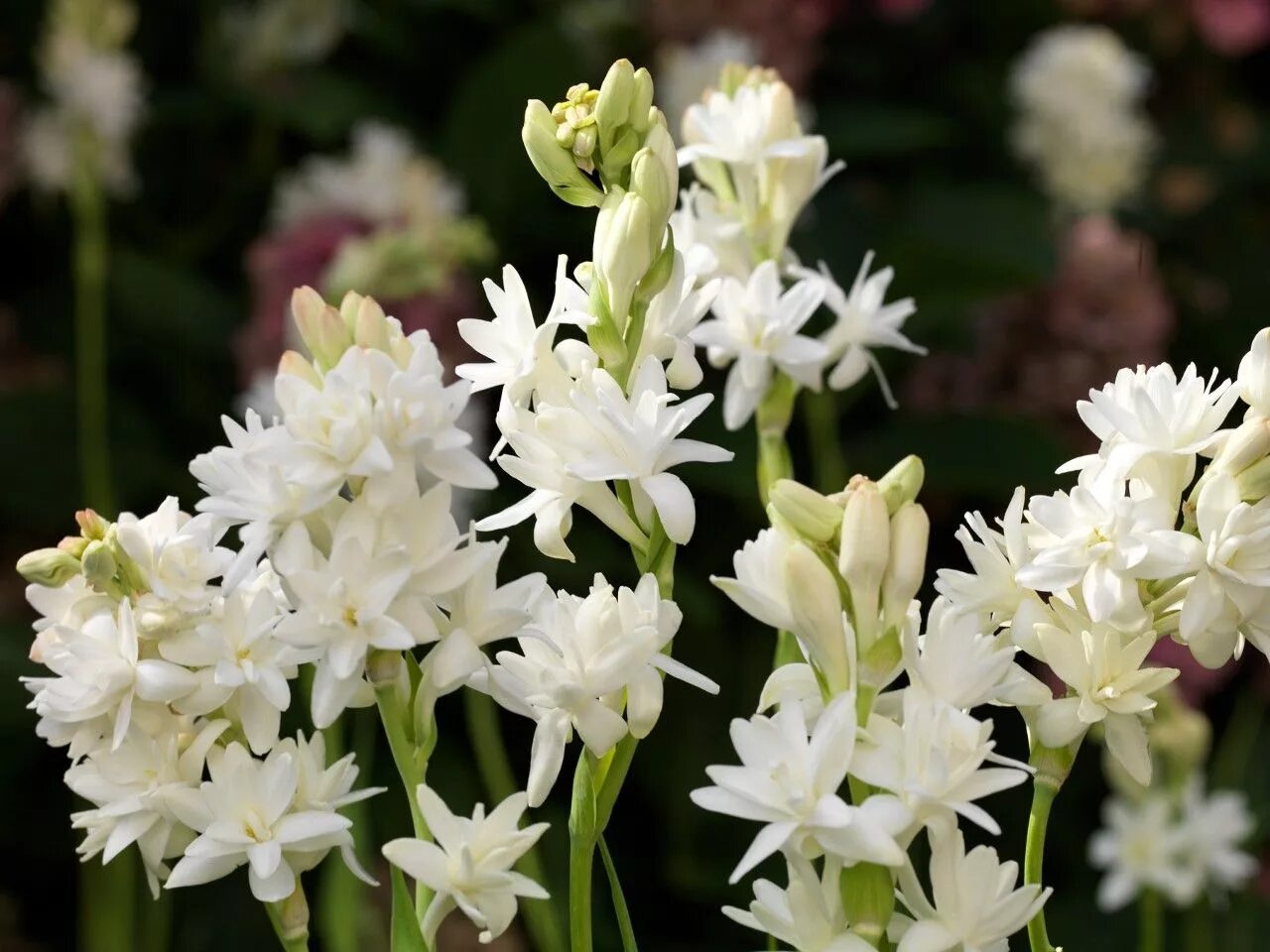 Tuberose. Полиантес Тубероза. Цветок полиантес Тубероза. Тубероза (Polianthes tuberosa). Тубероза (полиантес клубненосный).