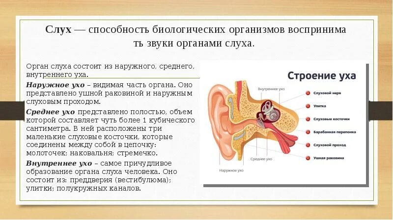 Внешнее среднее и внутреннее ухо таблица. Орган слуха человека строение и функции. Строение органов слуха и гигиена слуха. Слуховой анализатор наружное среднее внутреннее ухо. Отделы наружного среднего и внутреннего уха