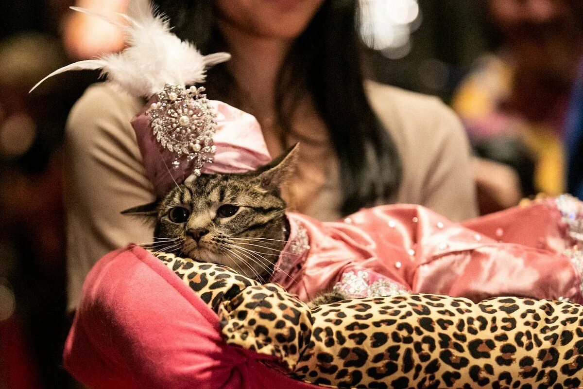 Котик мод. Модная кошка. модная кошечка. стильный кот. модный кот.