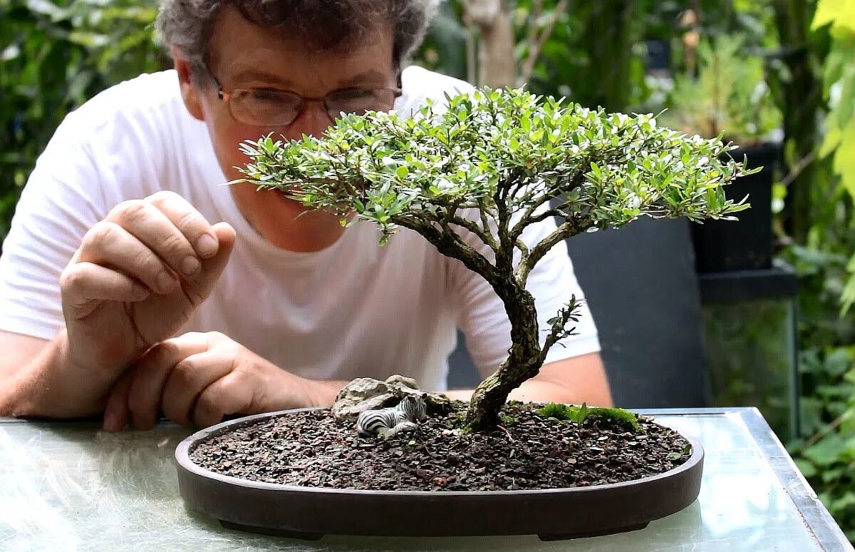 Мирт бонсай. Серисса карликовая бонсай. Кармона мелколистная. Бонсай япония. Арбутус бонсай.