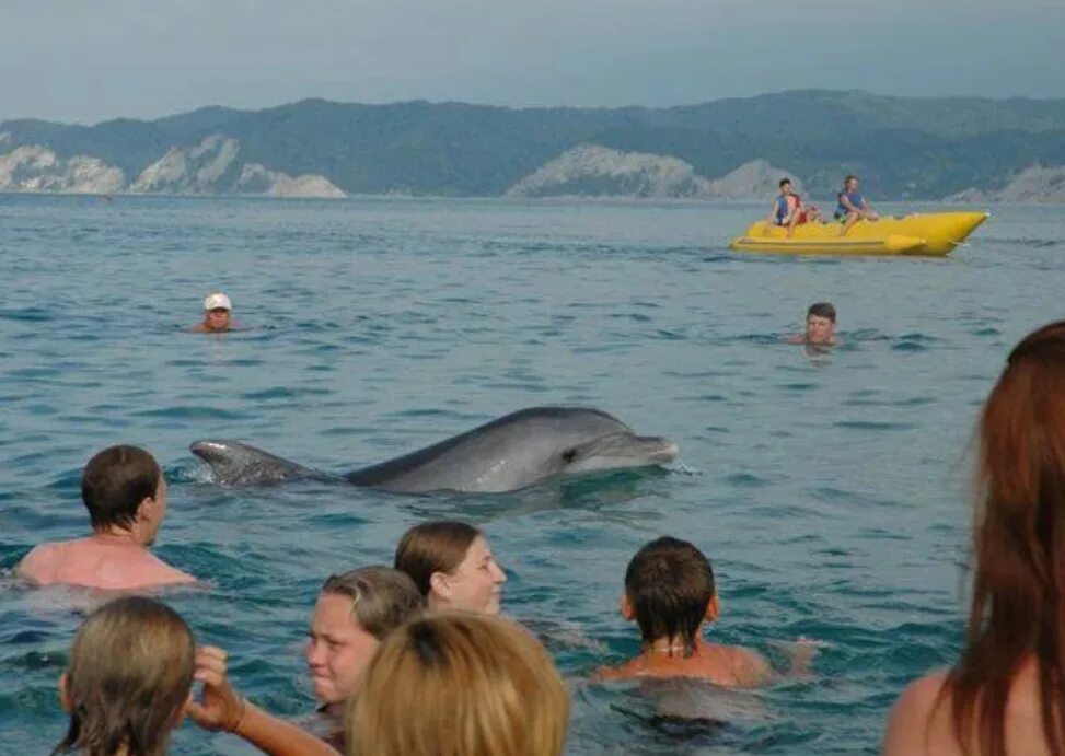 Пицунда дельфины. Пицунда Абхазия дельфины. Дельфинарий Гагра Абхазия. Абхазия дельфинарий в Пицунде. Дельфинарий гагра