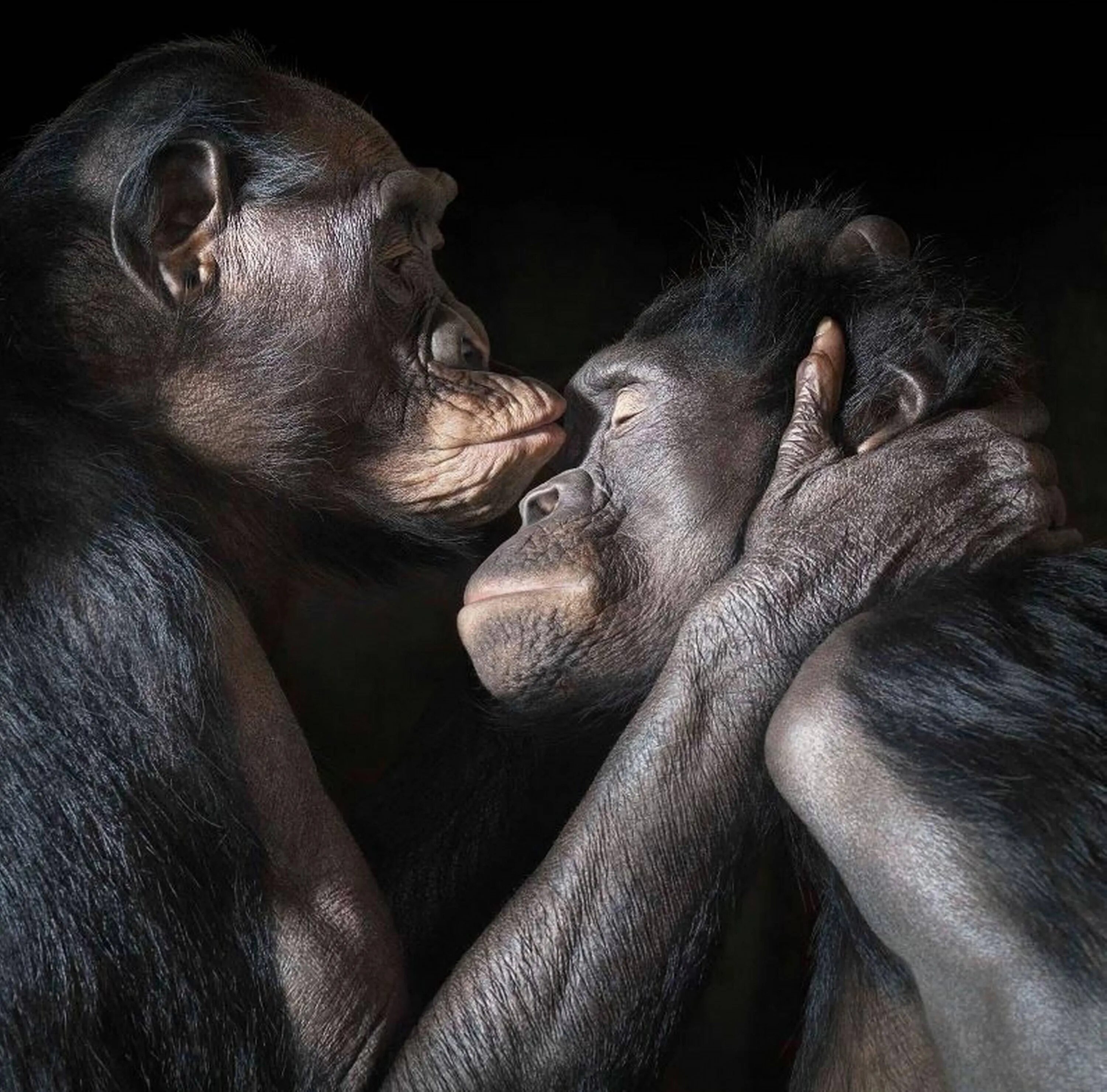 Мужчина обезьяна любовь. Тим Флэк. Обезьяны бонобо любовь. Обезьяны обнимаются.