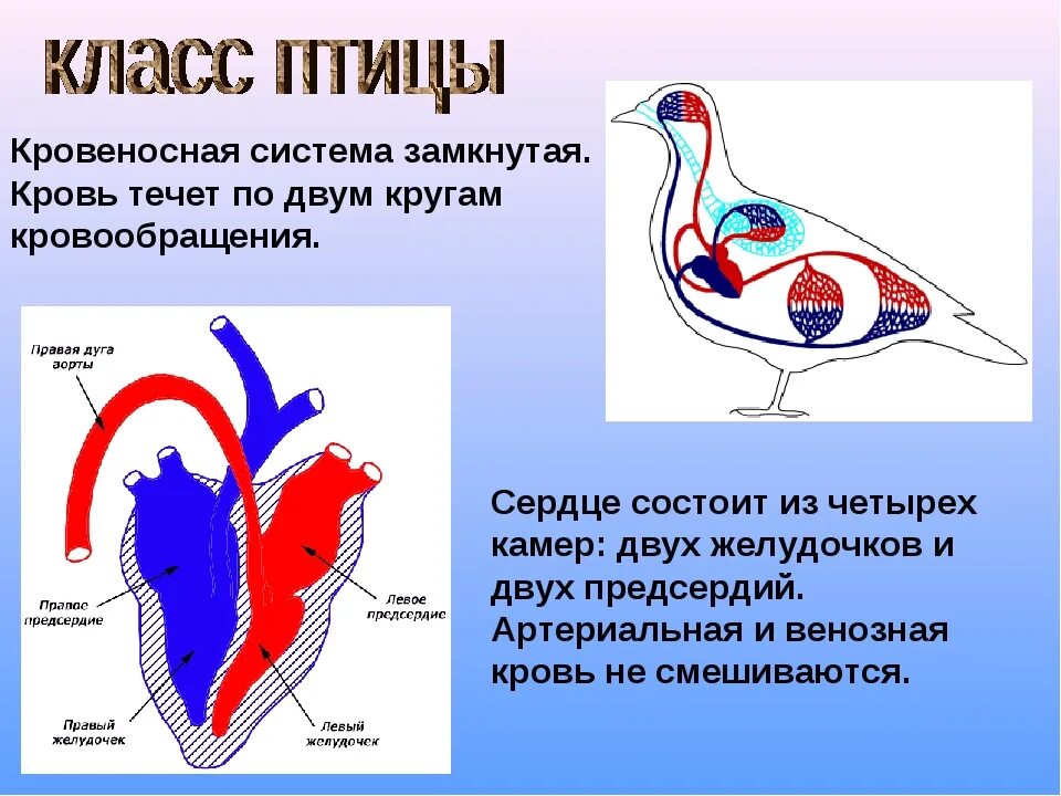 У кого два кровообращения. Кровеносная система птиц 7 класс. Строение сердца птицы 7 класс. Птицы строение сердца и круги кровообращения. Класс птицы строение кровеносной системы.