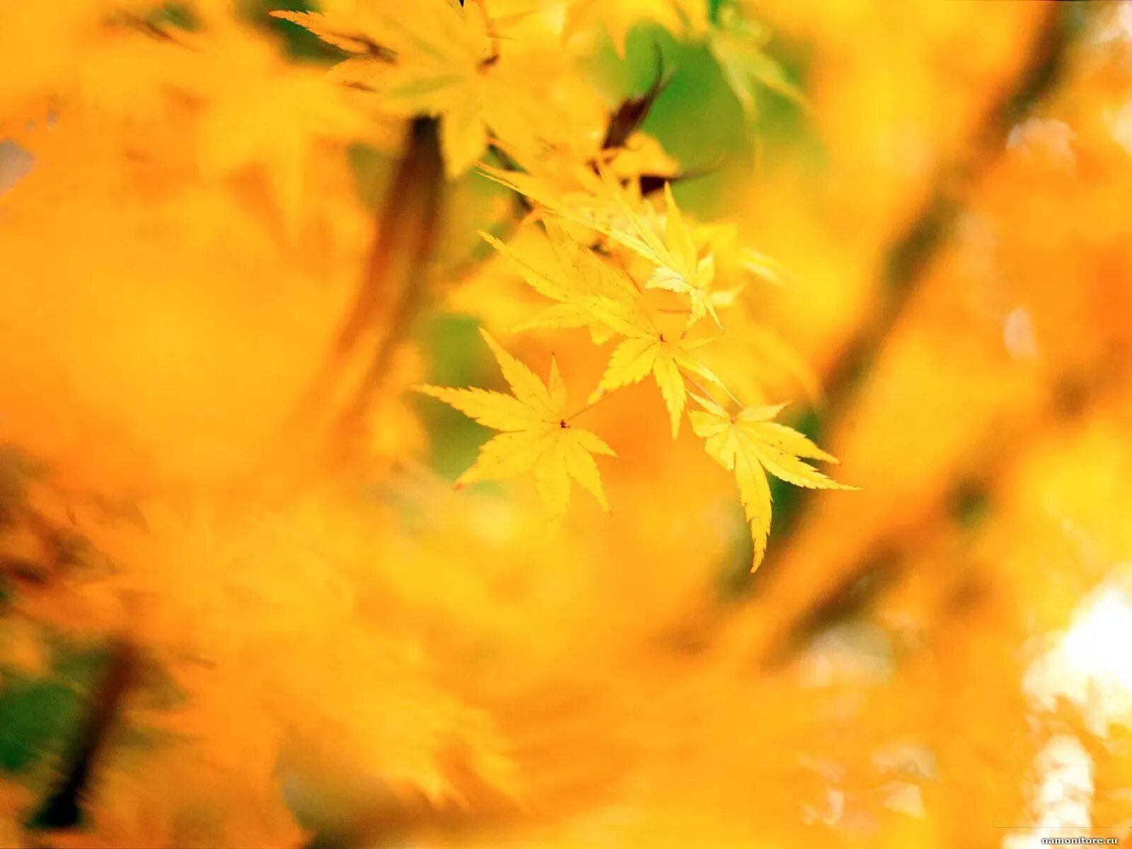 Yellow better. Шевроле камаро фон. Крутой подсолнух из игры. Эстетика пастельно желтого. Роза желтая голубое небо.