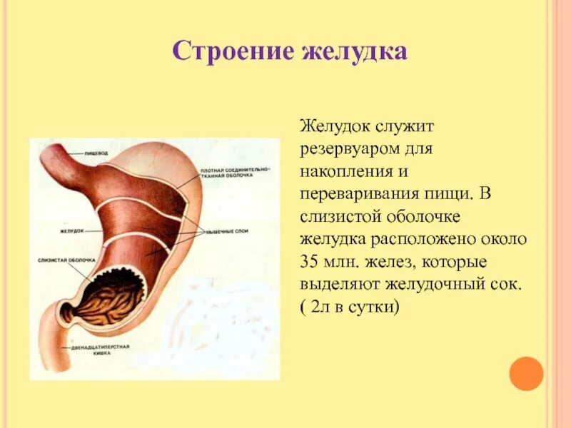 В желудке имеются. Функции желудка анатомия. желудок пищеварение в желудке анатомия. строение желудка биология 8. строение желудка биология 8 класс.