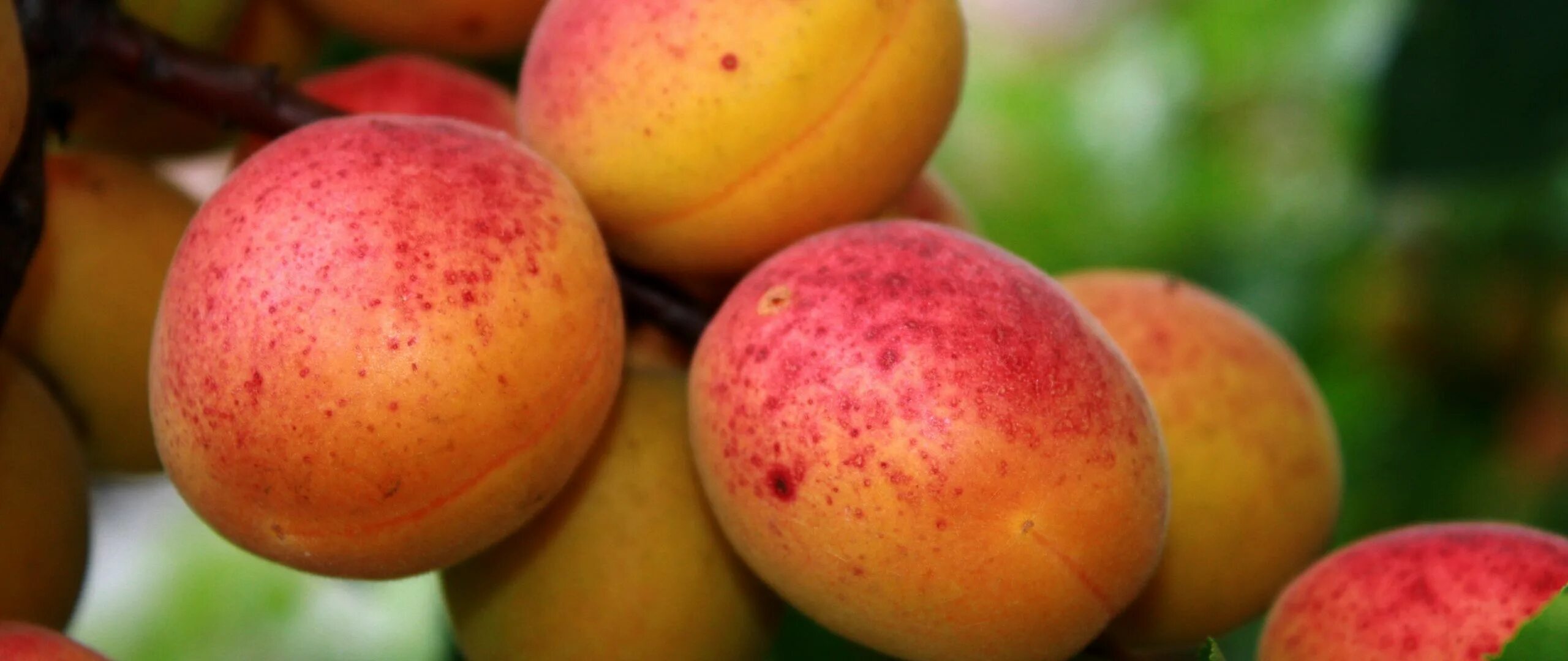 Светлый лысый абрикос. Лысый абрикос как называется. Сорта лысых абрикосов. Лысый абрикос как называется. Лысый абрикос как называется.