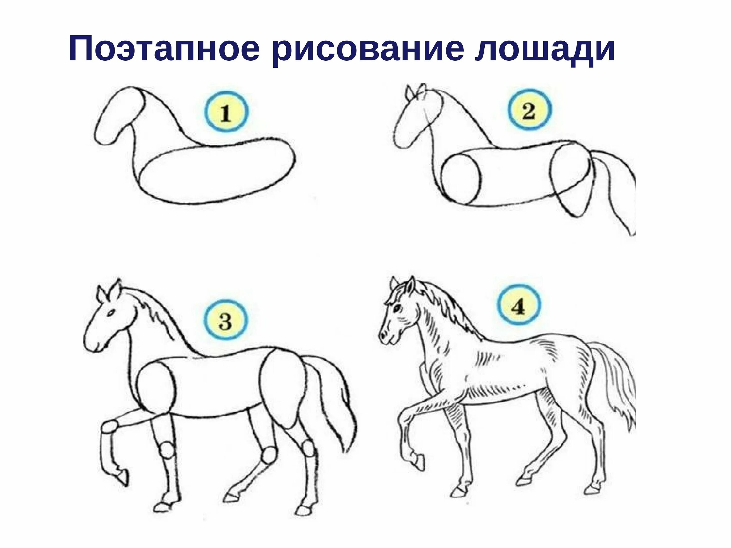 Рисуем лошадь поэтапно