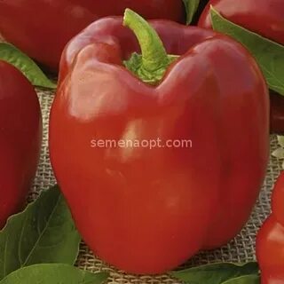 Pepper love